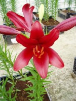 [1655 RedAlert No01.JPG]